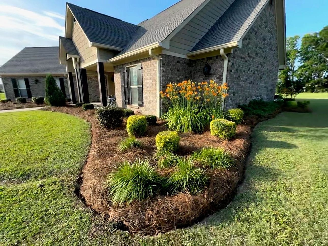 A curved planting bed at a brick home, freshly pine-straw mulched with daylilies, boxwoods and liriope, cut clean against the lawn